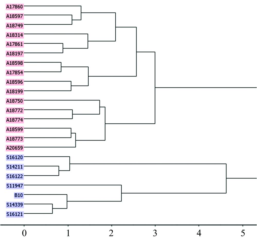 Hierarchical clustering by Euclidean distance of foliage NIRs from 23 provenances on E. pellita