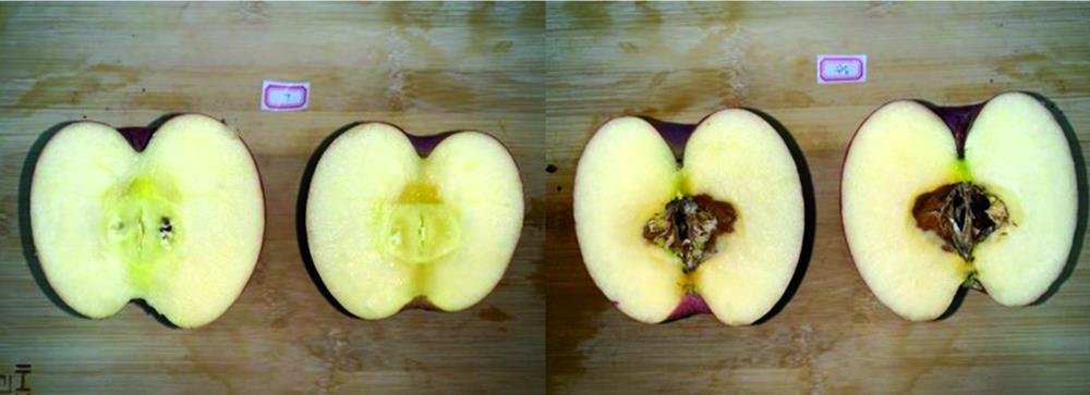 Contrast of healthy fruit (left) and fruit with moldy core (right)