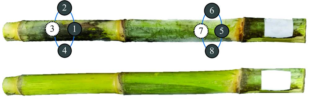 The sugarcane samples before and after wax removal and the sketch of transmittance measurement positions