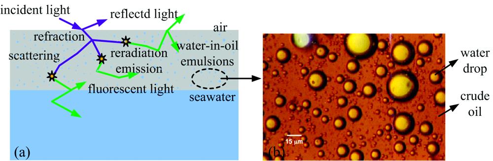 Cross-section of photon propagation in medium (a) and microstructure of water-in-oil emulsion (b)