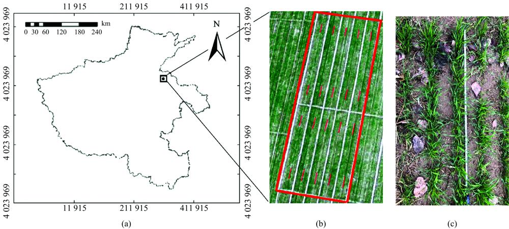 Study area and positions of ground truths of wheat tiller density(a): Experimental field; (b): Experimental field and positions of ground truths of wheat tiller density;(c) Counting wheat tiller numbers within the zone of “1 meter and 2 rows”