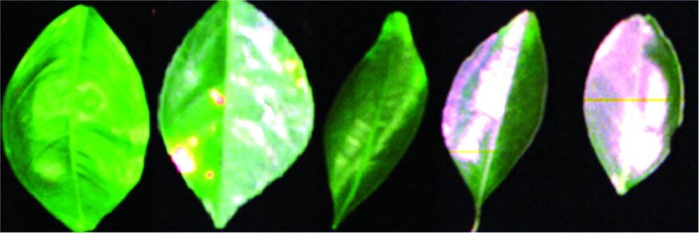Hyperspectral images of leaves of five citrus species