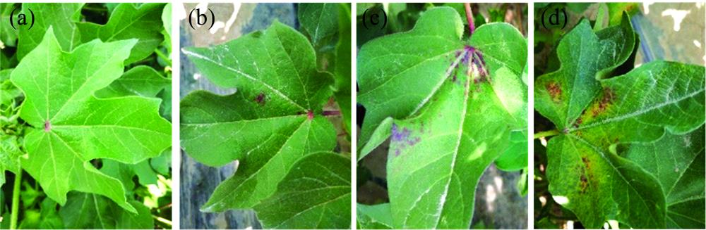 Images of cotton leaves with different degree of mite damage(a): Level 0; (b): Level 1; (c): Level 2; (d): Level 3