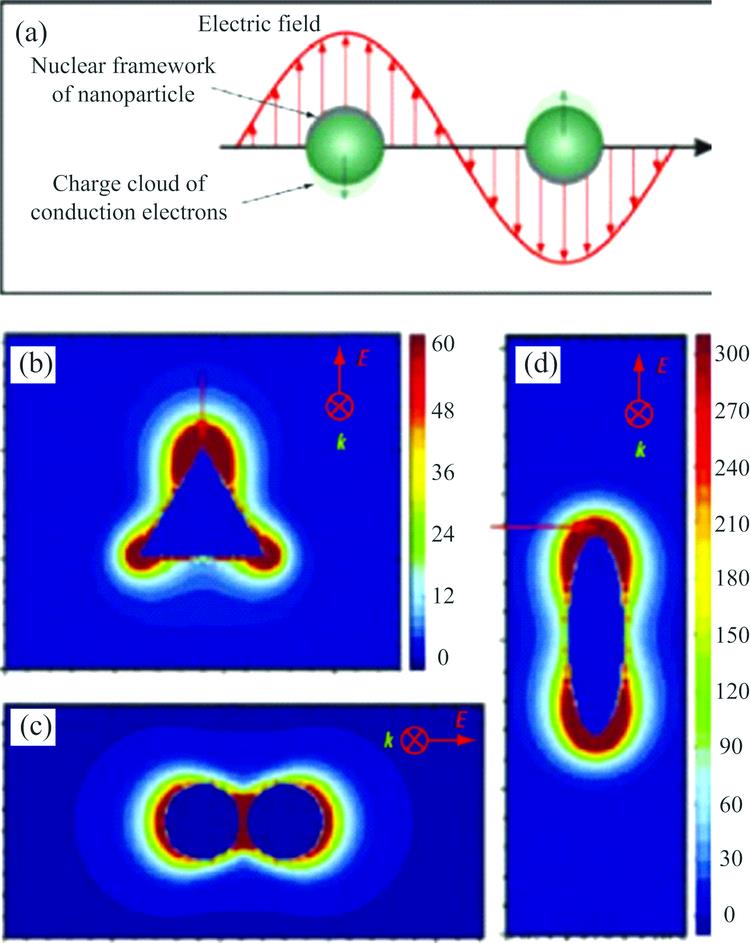 (a) Illustration of the excitation of the LSPR of spherical nanoparticles; Theoretical simulations of the electromagnetic field enhancement around silver nanoparticles of (b) a triangular nanoparticle (700 nm), a dimer of spherical nanoparticles (520 nm), and an ellipsoidal nanoparticle (695 nm)[12]