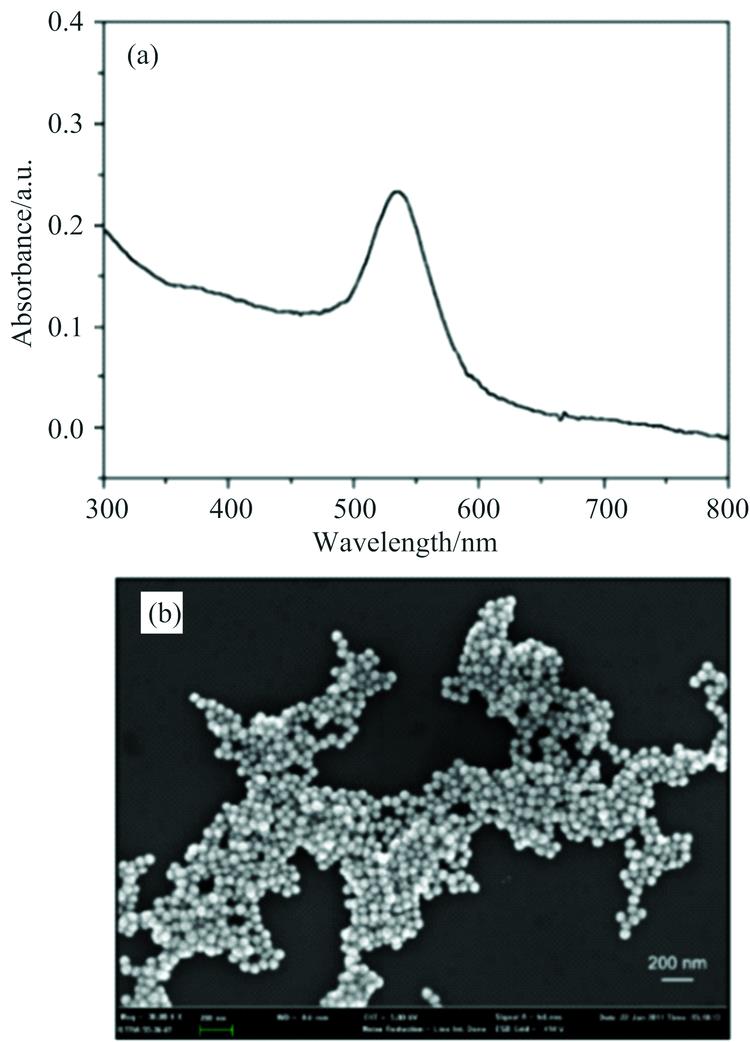 The UV-Vis absorption spectrum (a) and scanning electron micrograph (SEM) (b) of as-prepared colloidal Au NPs[13]
