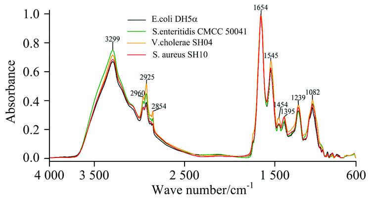 Integrated infrared macroscopic fingerprint of four foodborne pathogens based on ZnSe film transmission method