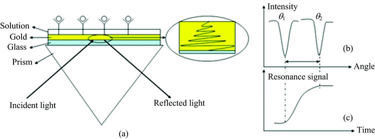 (a) Schematic diagram of FT-SPR biosensor; (b) Schematic diagram of resonance displacement of reflection spectrum; (c) Schematic diagram of SPR signal changing with time