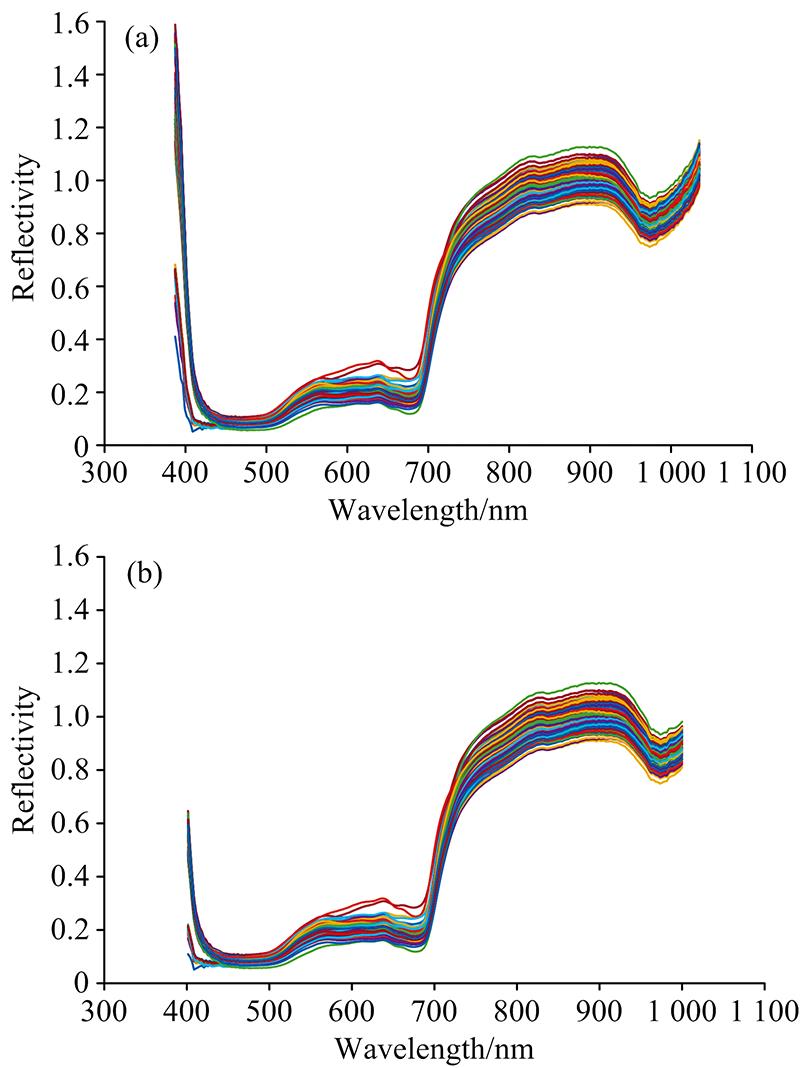 Spectral information of kiwi samples