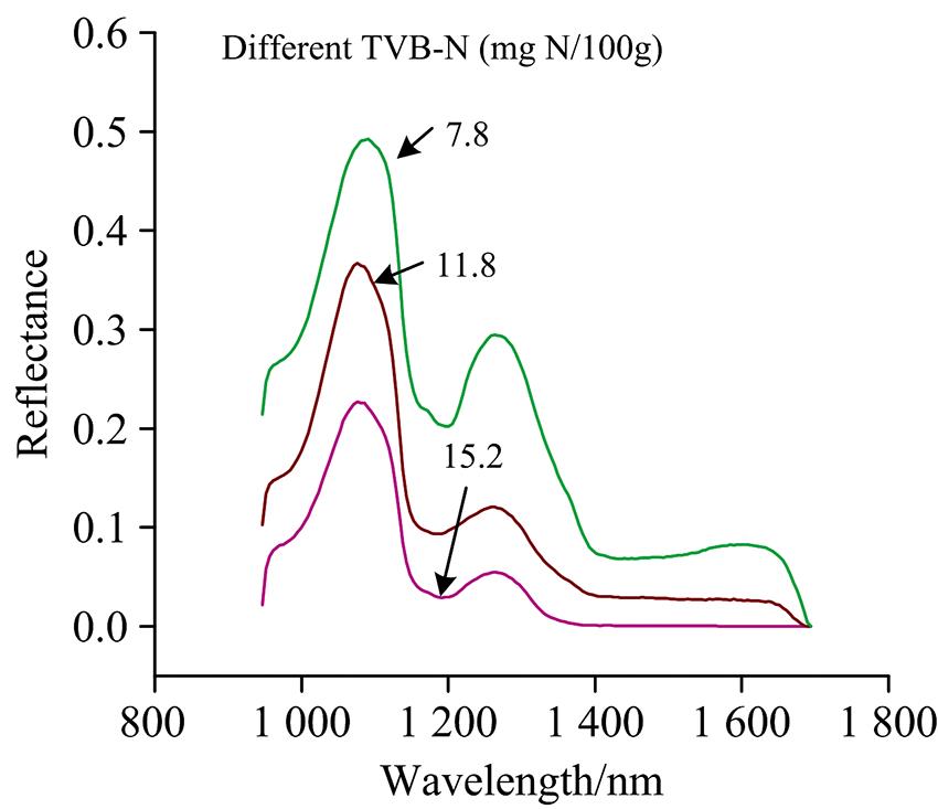 The reflectance spectra of salmon fish fillets at different TVB-N values