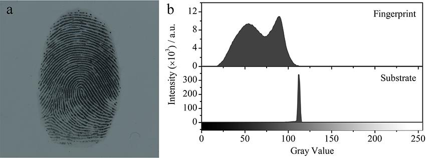 Image of latent fingerprint deposited on white tile and developed by magnetic powders (a); and gray curves corresponding to developed fingerprint and its substrate characterized by Image J software (b)[20]