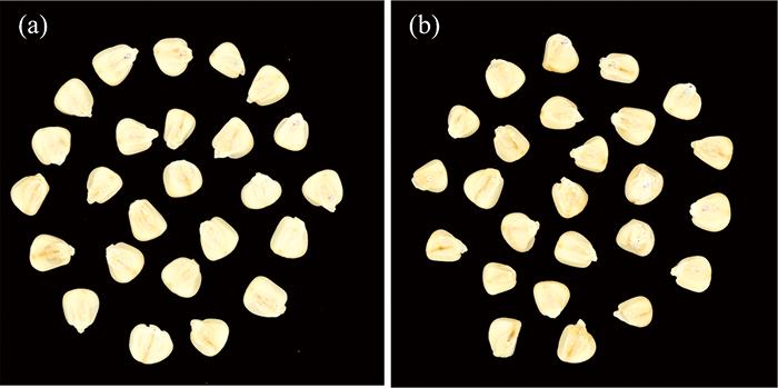 The control group (a) and the heat-damaged group (b) of Jingkenuo 2000 corn seeds