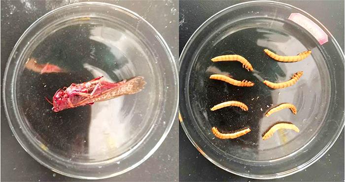 Foreign bodies sample(a): Cricket; (b): Worm