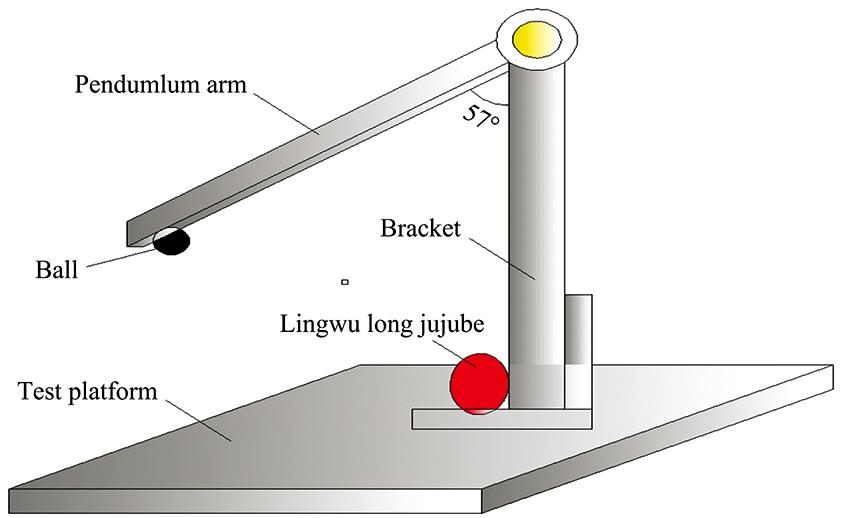 Damage experimental device of Lingwu long jujube