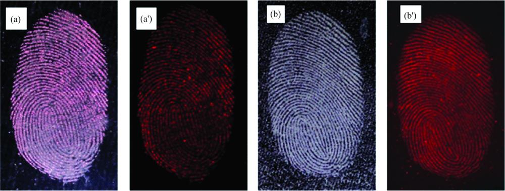 Fluorescence comparison of latent fingerprints on glass developed with broccoli powders and conventional luminescent powders(a, a'): Conventional fluorescent powders; (b, b'): Broccoli powders