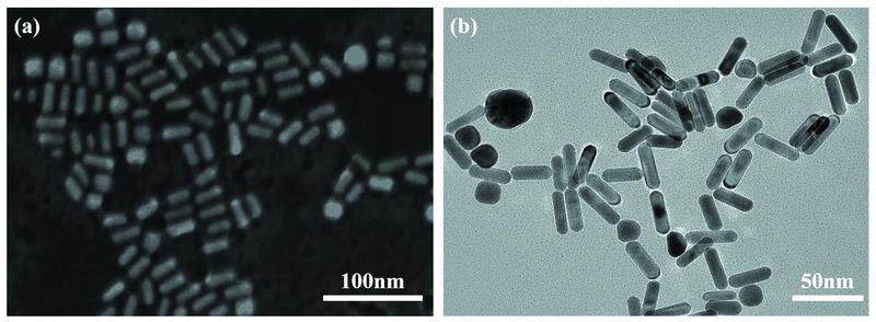 Morphologies of gold nanorods(a): SEM image; (b): TEM image of