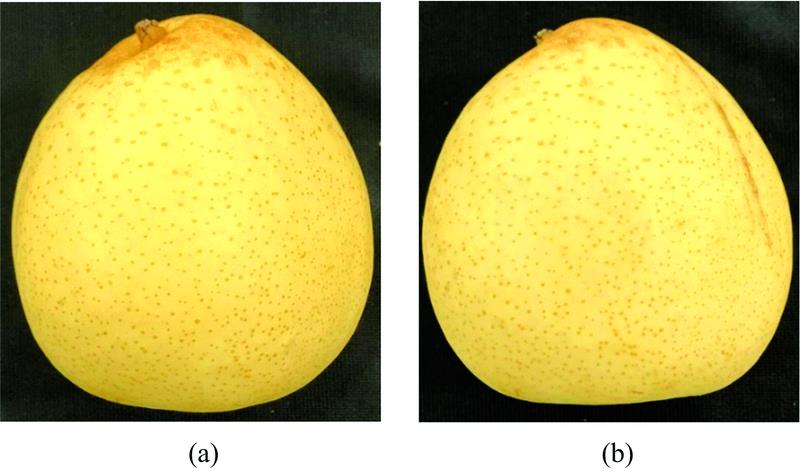 Images of crystal pear before (a) and after (b) crushing