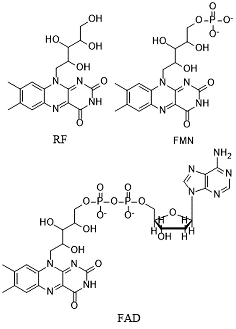 Structural formulas of riboflavin (RF), flavin mononucleotide (FMN) and flavin adenine dinucleotide (FAD)