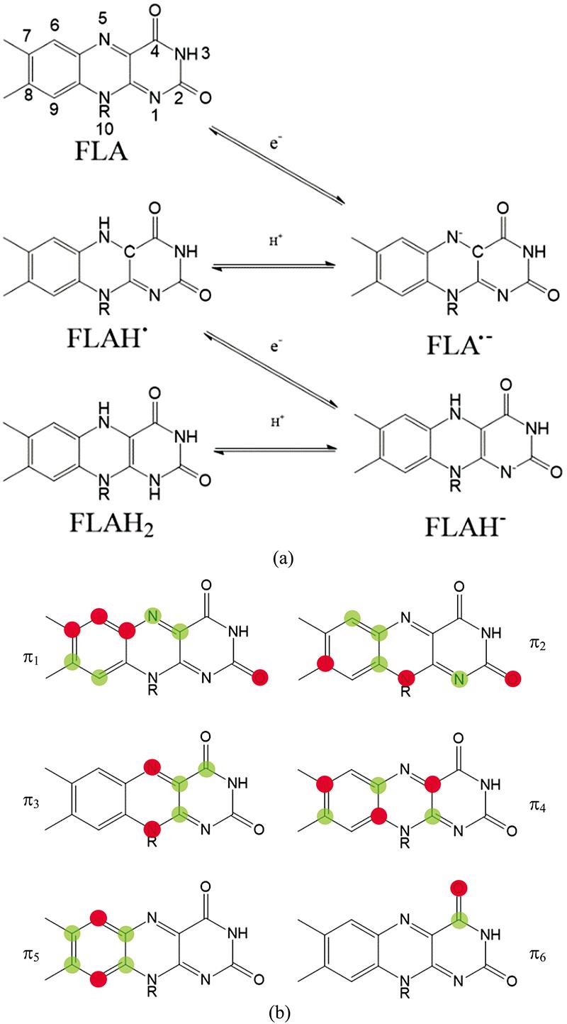 Schematic diagrams of several redox and protonation states of flavin (a) and π bond molecular orbitals (b)