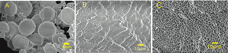 SEM photograph of ice (A), methane hydrate before replacement (B), after the decomposition of methane hydrate (C)
