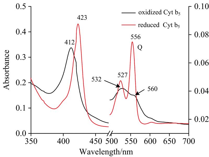 Stationary absorption spectra of completely oxidized (black) and completely reduced (red) Cyt b5