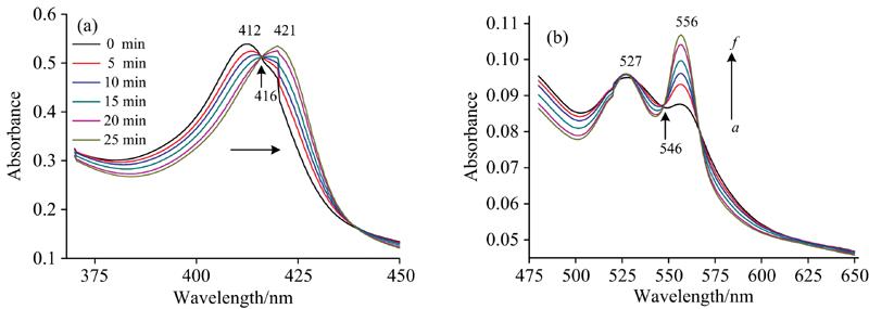 UV-Vis absorption spectra of Cyt b5 with/without irradiation at 280 nm(a): Before illumination; (b): Upon illumination ccyt b5=5×10-6 mol·L-1