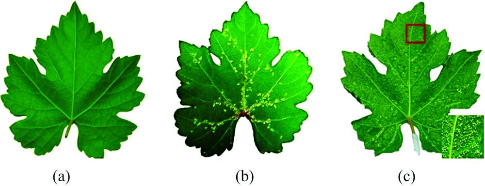 Healthy leaves and inoculated leaves with disease spots at 6 DPI(a): Heathy leaf; (b): Leaf with scattered lesions; (c): Leaf covered with lesions