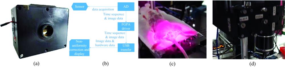 Vein imaging of mice with InGaAs camera(a): The demo of camera; (b): Design framework of camera; (c): Fluorescence experiment; (d): Lens