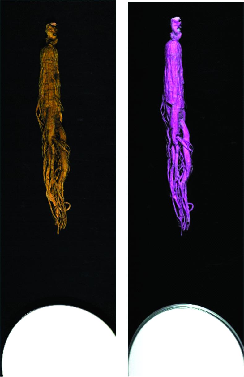 Example of ginseng hyperspectral imagery(a): True color composite image acquired by VNIR-1024 camera; (b): Color composite image acquired by SWIR-384 camera