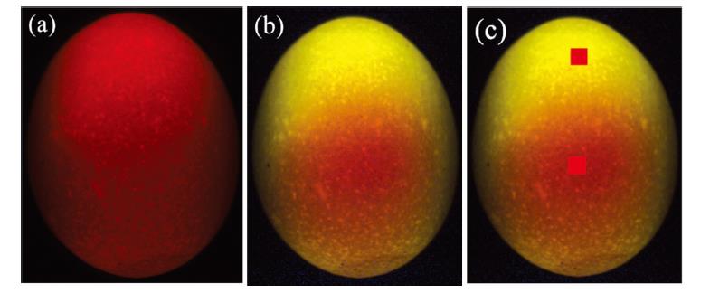 Hyperspectral image of sample(a): Raw hyperspectral image; (b): Linear stretched image;(c): The selected region of interest