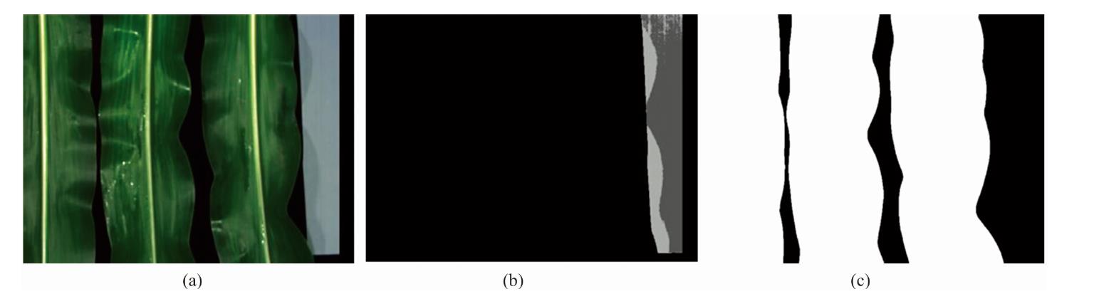 Spectral image correction and spectral extraction method(a): Color image of leaves; (b): k-means cluster result; (c): Leaves segmentation result