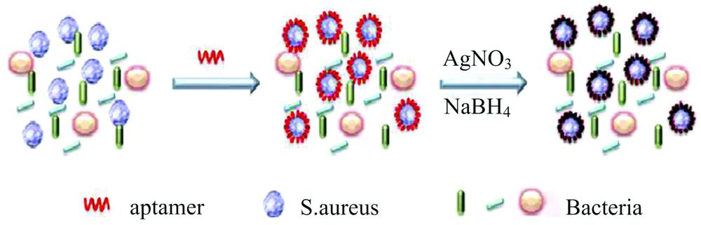 Schematic diagram of bacterial aptamer-AgNPs formation in situ[23]