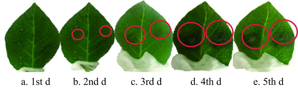 The images of leaves cultivated at a temperature of 20 ℃ and 70% humidity for one day to five days