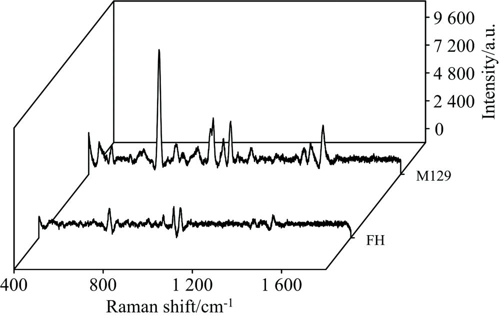 Raman spectra of two strains of mycoplasma pneumoniae