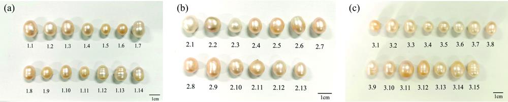 Photos of freshwater cultured white pearls samples from Anhui(a): The first batch of samples; (b): The second batch of samples; (c): The third batch of samples
