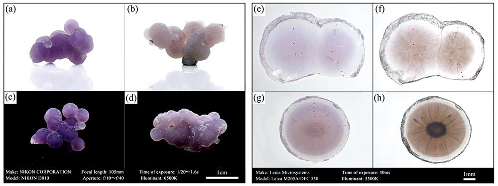 Image of purple grape chalcedony(a)—(d): Rough stone of grape chalcedony (illuminant 6 500 K); (e)—(h): Chalcedony double sides polishing wafer under the same illuminant (5 500 K), with different lighting methods [(e), (g) are the top lighting, (f), (h) are the bottom lighting], the red dots are the points of component analysis by LA-ICP-MS