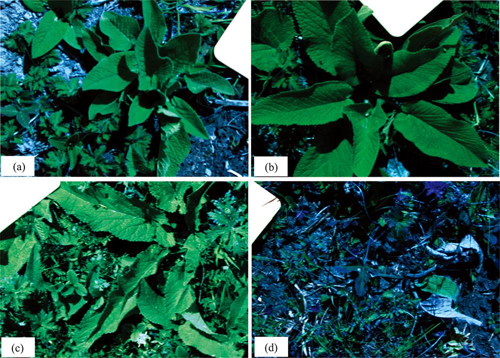 Hyperspectral images of vegetation in different periods(a): Green-up date; (b): Tillering stage; (c): Flowering phase; (d): Withering date