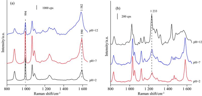 SERS spectra of MHTP (a) and OHTP (b) pre-adsorbed on a roughened Ag electrode in KCl solution of pH 2, 7 and 12 at OCP