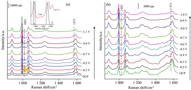 Potential-dependent SERS spectra of MHTP pre-adsorbed on a roughened Ag electrode in KCl solution of pH 7 (a) and 12 (b)