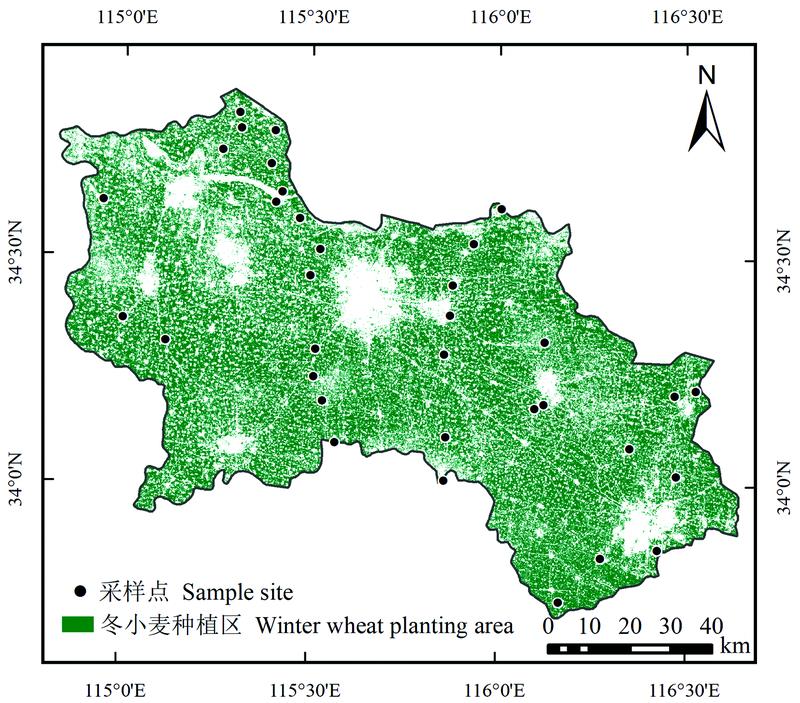 Spatial distribution of winter wheat planting area and the distribution of random sampling points