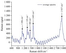 Raman spectrum average graph