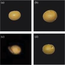 Hyperspectral images of soybean samples(a): Normal soybean; (b): Soybean with egg;(c): Soybean with larvae; (d): Gnawed soybean