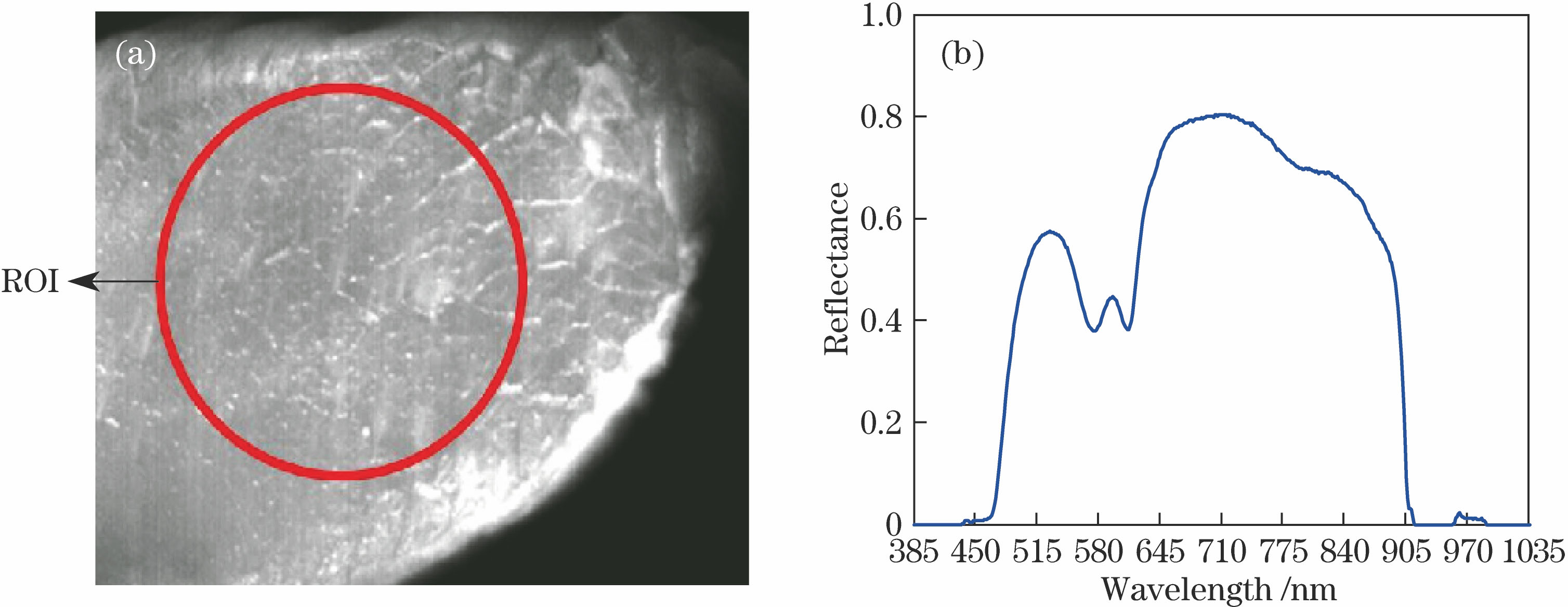 (a) Hyperspectral image at wavelength of 280 nm of ROI and (b) reflectance curve after calibration of a certain sample