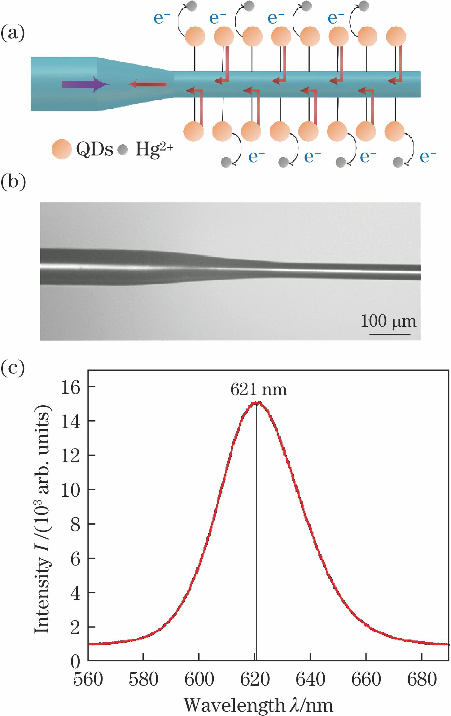 (a) Principle of Hg2+ detection; (b) micrograph of combined taper-and-cylinder optical fiber probe; (c) emission spectrum of CdSe/ZnS quantum dots