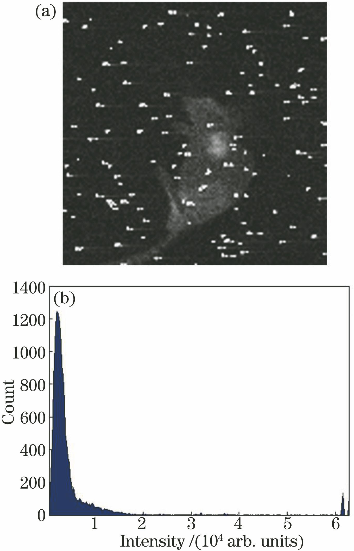(a) CLI image of vivo experiment; (b) histogram of CLI image