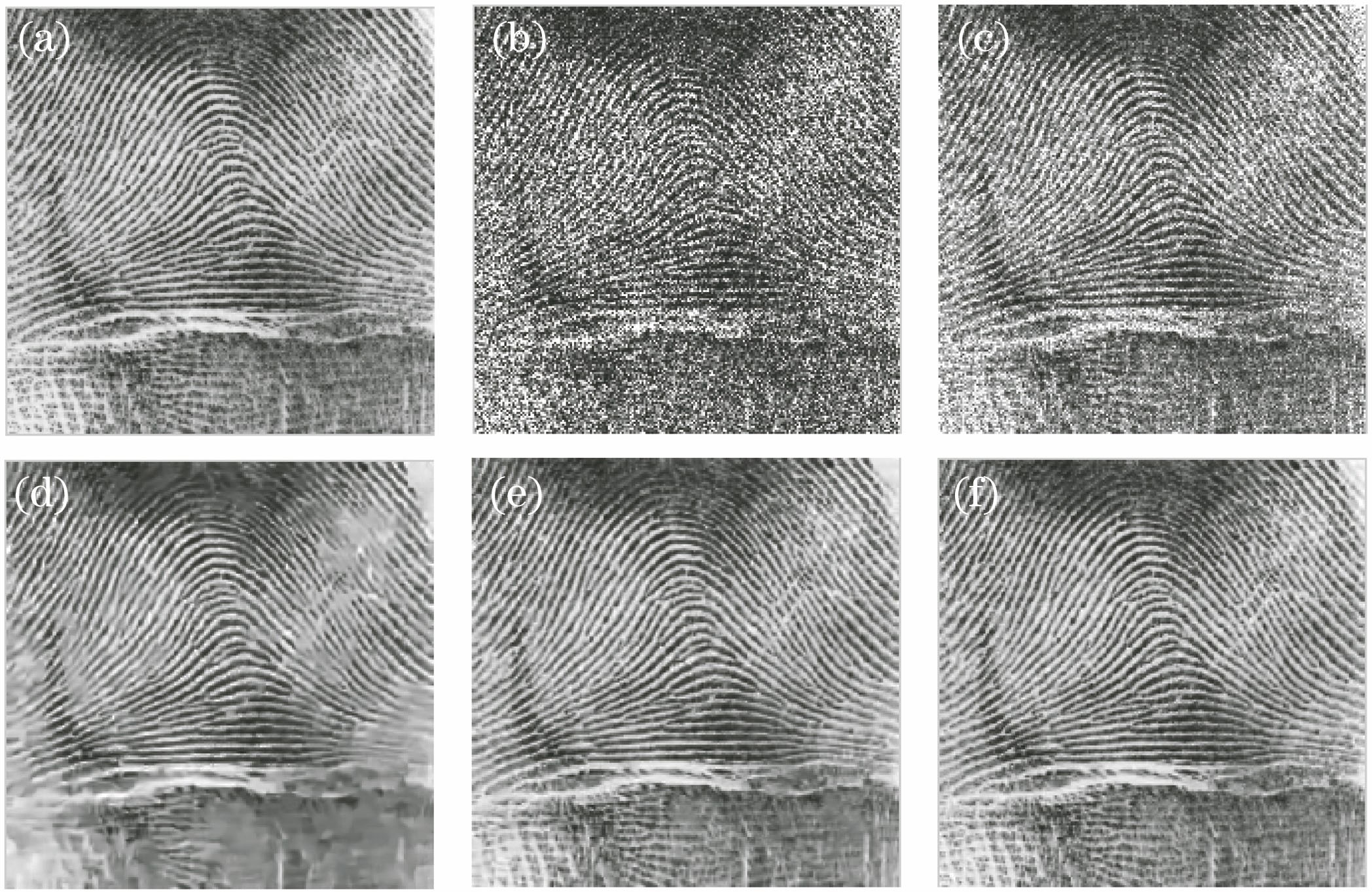 Experimental results of simulated image. (a) Original fingerprint image; (b) noisy image corrupted by two-look speckle; (c) image after filtering with WST; (d) image after filtering with MSAR; (e) image after filtering with NLM; (f) image after filtering with proposed algorithm