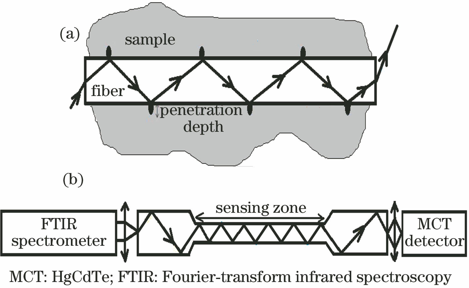 Principles of evanescent wave. (a) Normal fiber; (b) tapered fiber