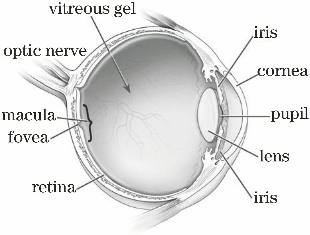 Schematic of retinal macular fovea of human eyes