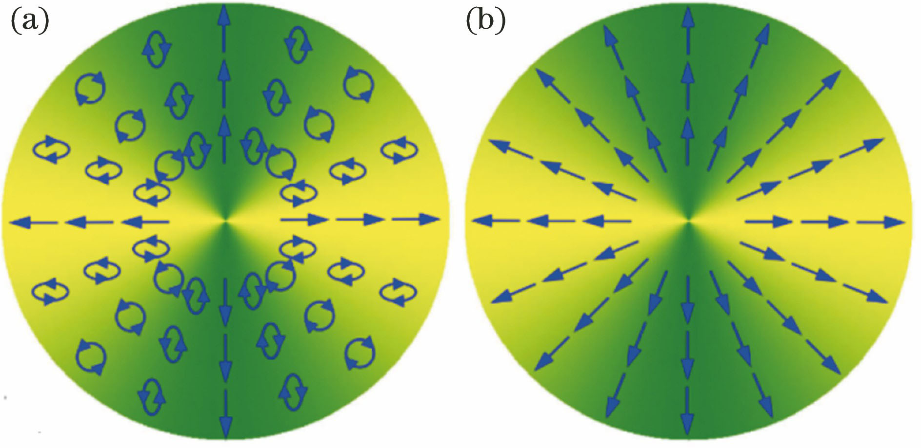 Comparison of hybridly polarized and radially polarized vector optical fields[30]. (a) Hybridly polarized vector optical field; (b) radially polarized vector optical field