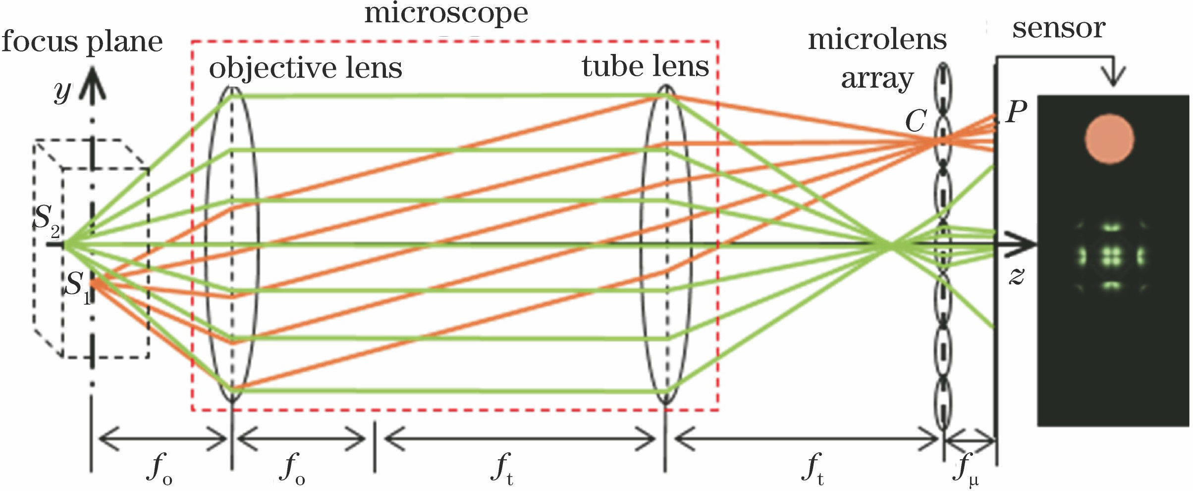 Schematic of the light field microscopic imaging (fo, ft and fμ are the focal length of the objective lens, the tube lens and the microlens, respectively)