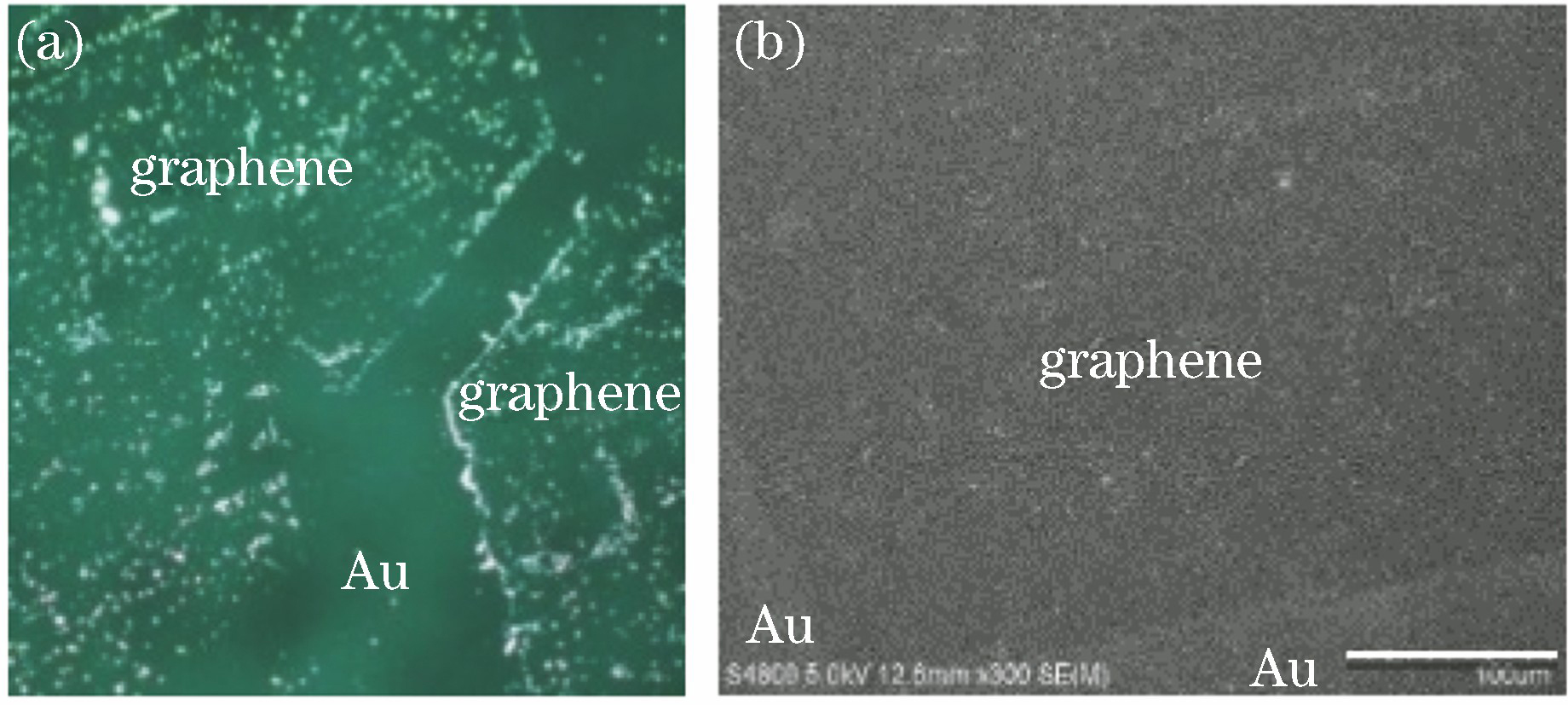 Surface detection of transferred graphene. (a) Dark-field microscopy; (b) SEM
